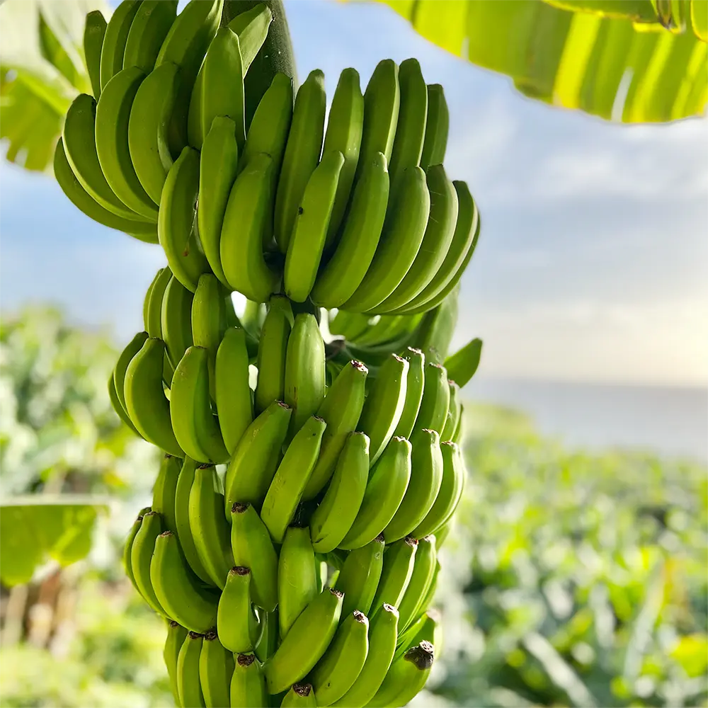 banana-house-amenities-banana-tablet